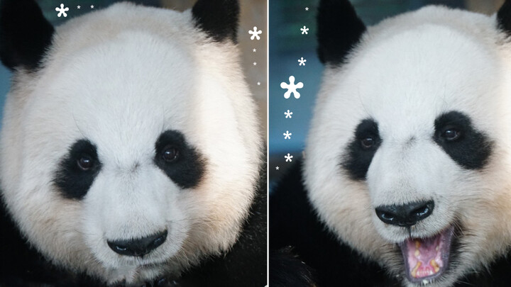 [Panda Lili] Usia 28 Tahun Setara Dengan Manusia Berusia 100 Tahun
