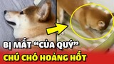 Phản ứng HÀI HƯỚC của chú chó khi "CỦA QUÝ" bị MẤT 😂 | Yêu Lu