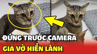 Chú mèo GIẢ VỜ hiền lành khi thấy Sen quay lại bằng chứng BẮT NẠT bạn bè 🙂 | Yêu Lu