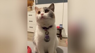 Mập thù lù rồi mà xin ăn quài 🥲 cutecat mèo cat xuhuong beothemeow