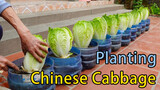 Good Harvest of Chinese Cabbages in Plastic Buckets