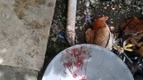 KILL CHICKEN FOR FOOD (a bit sad though)