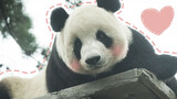 Fei Yun: Beban hidup panda berat, aku akan makan lebih banyak lagi.