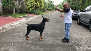 Free Stack Training and Up and Down movement for the Doberman Pincher | Hernan Dog World TV