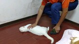Mèo trắng muốn được chủ nhân vuốt ve, kết quả suýt nữa ngất luôn!