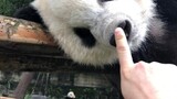 The daily life of five giant pandas
