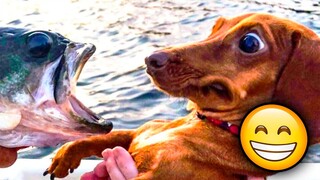 😂 LOL Alert: Funny Animals Take Center Stage! Dogs 🐶, Cats 🐱, and Hilarious Videos 🎥