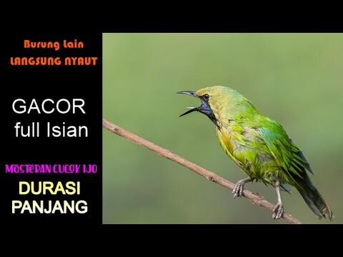 Cucak Ijo Gacor Full ISian Buat Burung Lain Langsung NYaut dan Emosi