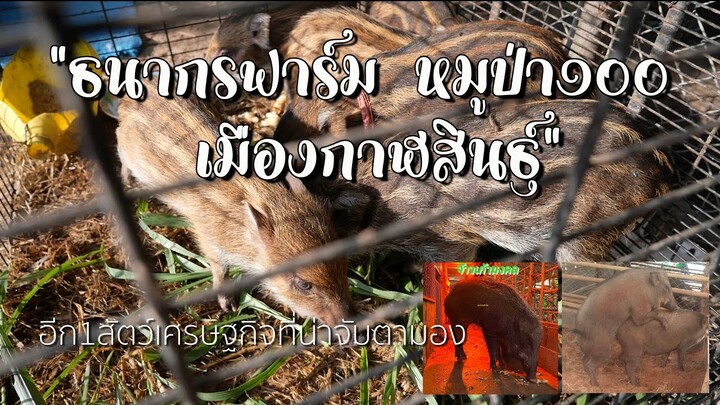 ✅ แวะชม - ธนากรฟาร์ม หมูป่า 100 เมืองกาฬสินธุ์ (สัตว์เศรษฐกิจที่น่าจับตา)