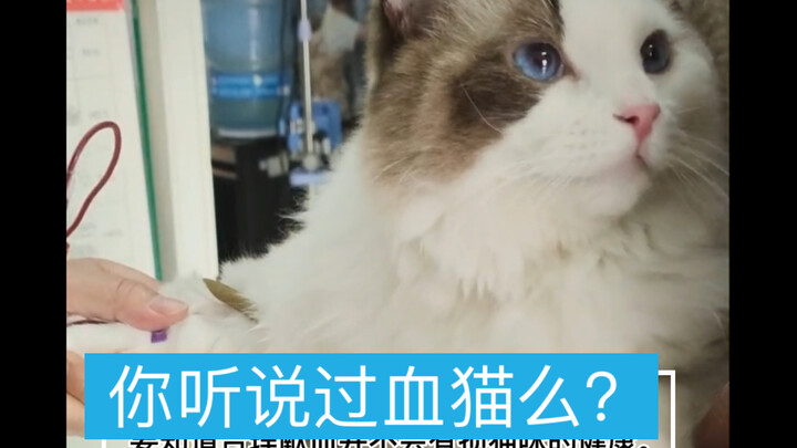 你听说血猫么？它们从出生起就注定成为另一些猫，活命的血包！