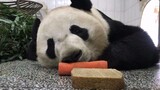 【Panda Bei Bei】Bei Bei Is Tired of Carrots and Cornbread