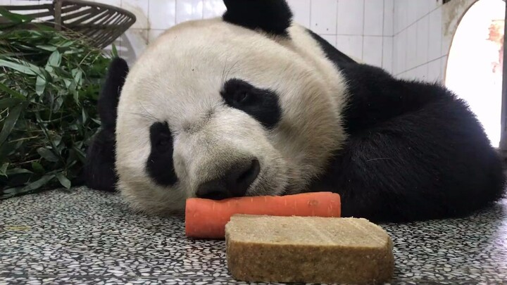 【大熊猫贝贝】海外归来的贝贝吃腻了窝头和胡萝卜，熊家要吃大竹笋！