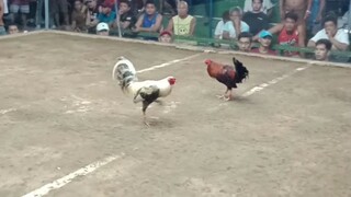 Bulikgrey 3x winner now