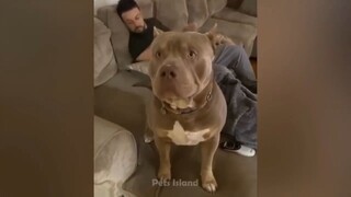 Best Funny Dogs And Cats 2023