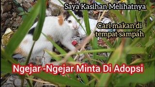 Kucing Liar Di Tempat Sampah Ngejar-Ngejar Minta Di Adopsi | Pecinta Hewan Pasti Menangis Melihatnya