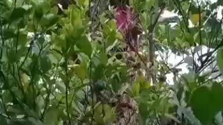 short video, this little boy got a lot of money by farming