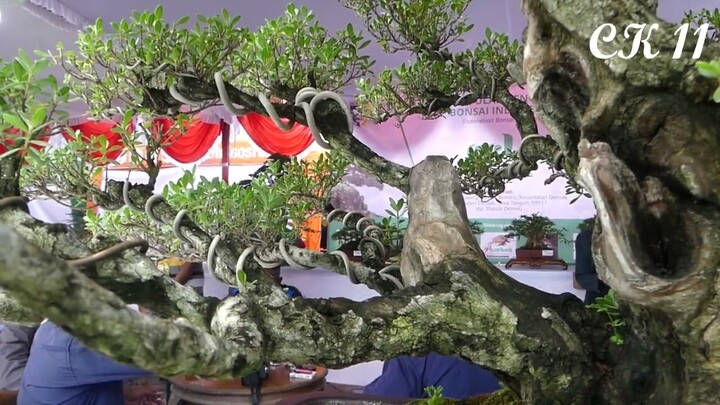 KEINDAHAN BONSAI SEHARGA PULUHAN JUTA HINGGA RATUSAN JUTA