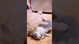 Funny animals 2023😆 - Funniest Cats and Dogs Video🐕271 #shorts
