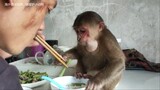 残疾大哥养猴的生活，萌宠小猴很乖，他们一起蒸米饭炒菜吃