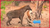 The Hyena Ruthlessly Steals An Impala From The Python.