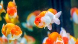 Tips memelihara Ikan Mas Koki di Aquarium