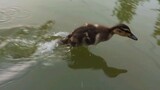 Mengajak Bebek Berenang di Luar Ruangan