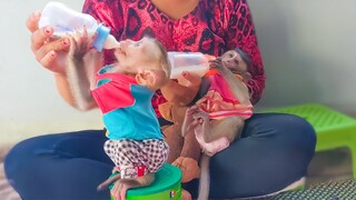 Lose Energy!! Little adorable Toto & Yaya get the milk to get more power & healthy