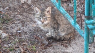 A new kitten with a black mother and other cats