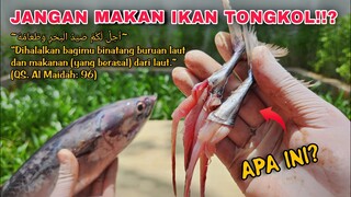 EKSPERIMEN: Ada Apa dengan Ikan Tongkol?