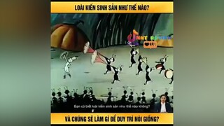 loài kiến sinh sản thế nào reviewphimhay tvshowhay nntreview2 mereviewphim