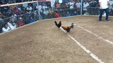 3cock derby 2nd fight @burauen gallera