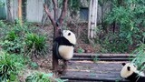 【He Hua The Panda】 He Hua Climbs On The Tire!