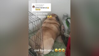 Trả lời  quá tuyệt vọng 😅🤣🤣 chó chó_cưng chócute pug pugs chómèo chó_ngáo chó_pug chó_pug_mặt_xệ pugdog pugdogs pugdog❤️ pugdoglover dog dogs