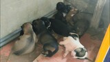 Những Chú Chó Con Bé Nhỏ Dễ Thương | Vừa Tròn 16 Ngày Tuổi | Puppy | Bếp Làng Quê .