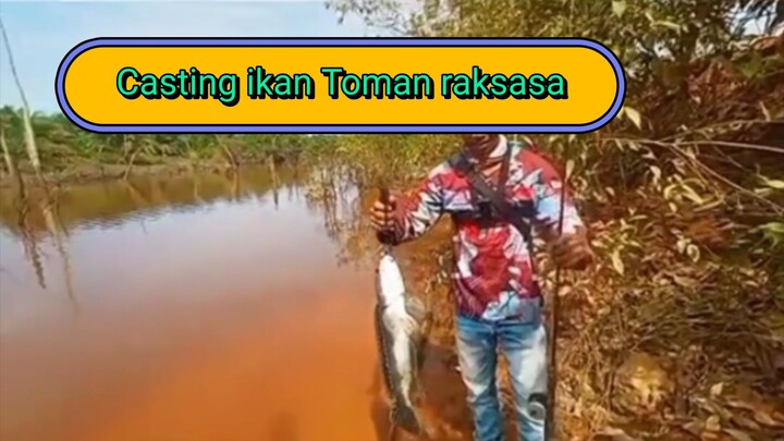 Casting ikan toman predator liar!!!