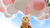 Aku Membuat Kucing Terbang Dengan 800 Balon!