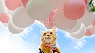 I make the cat flying in the sky with 800 balloons!