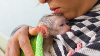 Precious Baby Monkey!! Tiny adorable Luca feels super warm in Mom's comfort