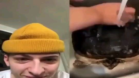 turtle
