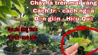 mai vàng bị cháy lá cách trị và ngừa hiệu quả nhất