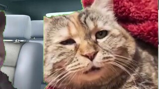 [Cat meme] Anh ấy nhập viện tâm thần vì bệnh tật và trở thành một chàng trai nổi tiếng