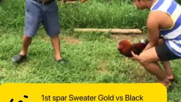 1st spar Sweater Gold vs Roundhead
