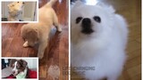 Nandemonaiya but Dogs Sung It (Doggos and Gabe)