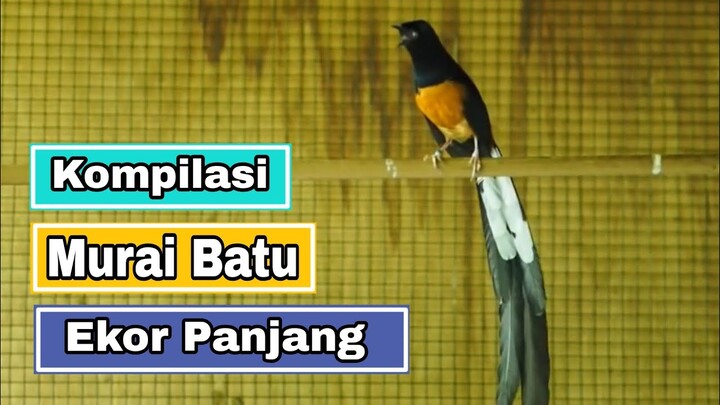 Murai Batu Ekor Panjang | long tail white rumped shama bird