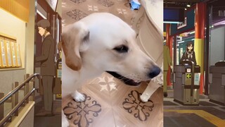 CUTE PET #น่ารัก&ตลก #5555+