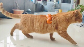 【憨憨橘猫】不要把橘子皮放在猫身上，否则？