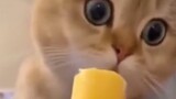 Kucing: Apakah manusia memakan makanan ini?