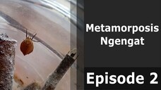 Proses Metamorfosi ngengat coklat