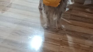 yorkie chuchu