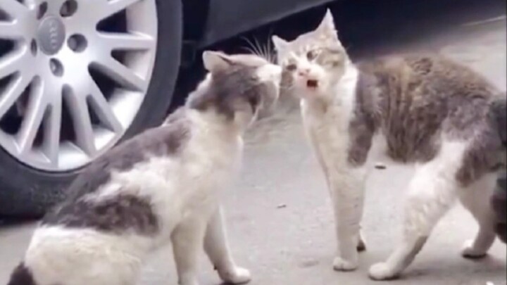 [Loài vật] Cuộc cãi vã giữa những chú mèo